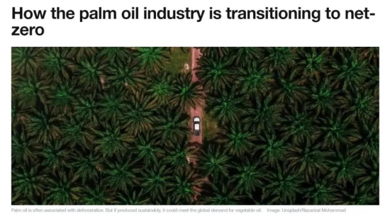 棕榈油满足日益增长的油品需求