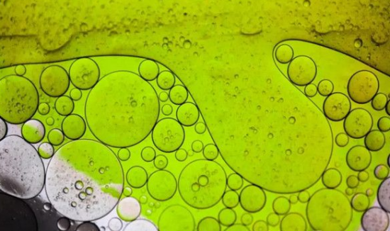 Viridos牵手石油巨头，扩大藻类生物燃料规模